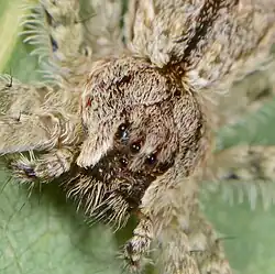 juvenile female