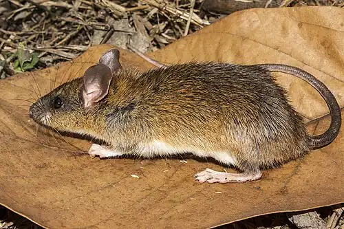 Brown and white rat