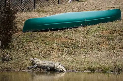 American alligator