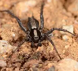 male
