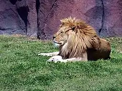 Lion