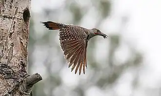 A male carrying a fecal sac away from the nest