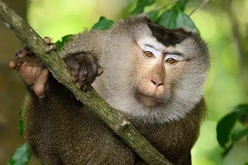 Alpha male, Khao Yai National Park, Thailand