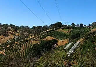 Cherry orchards on the Norton Summit hills