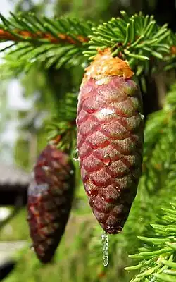 Immature cone of Picea abies, no umbo