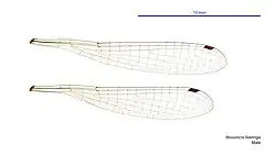 Male wings