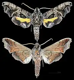 Nyceryx