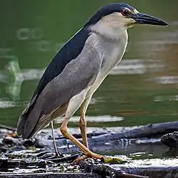 Black-crowned night heron
