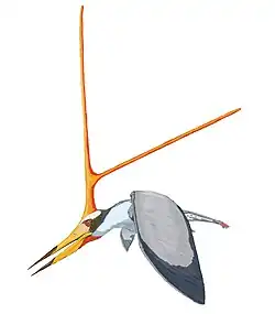Nyctosaurus gracilis