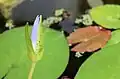 Nymphaea nouchali water lily soon to blossom