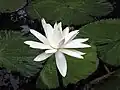 Nymphaea pubescens