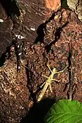 Differently colored nymphs