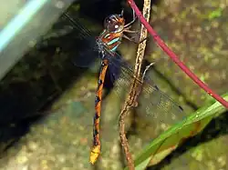 Female