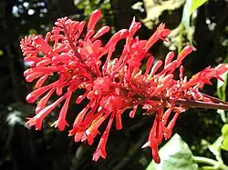 Acanthaceae
