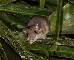 Brown rat