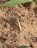 O. senegalensis nymph