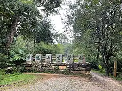 Old tea forests
