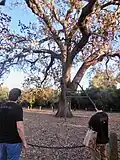 An old oak tree at the ranch.
