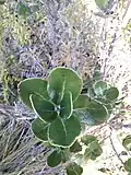 Leaves of O. allomii