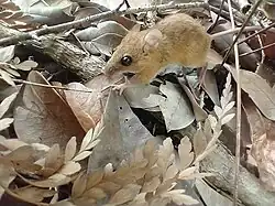 Brown rat