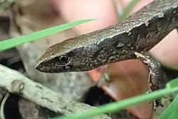 A close up of a olive coloured skink