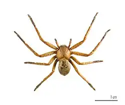 O. argelasius