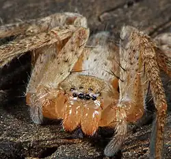 female