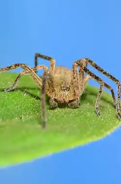 female