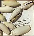 The gastropod Oliva sayana, from the Pliocene of Florida