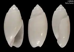 Olivella rosolina