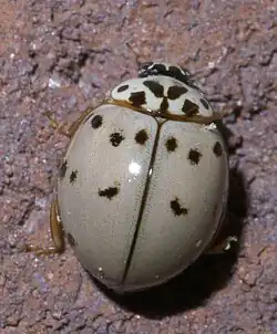 Olla v-nigrum, Ashy Gray Lady Beetle