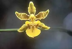Oncidium ensatum