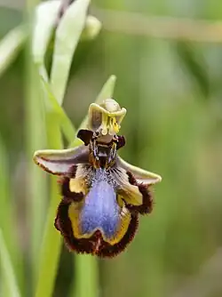 Ophrys speculum (mirror bee orchid)