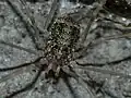 Moulted - subadult