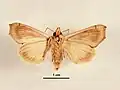Male, ventral view