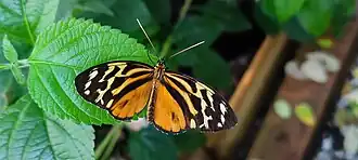 An orange and black longwing butterfly resting on a green leaf.