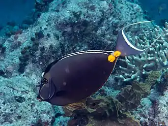 In the Philippines