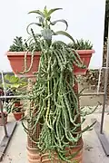Long trailing stems