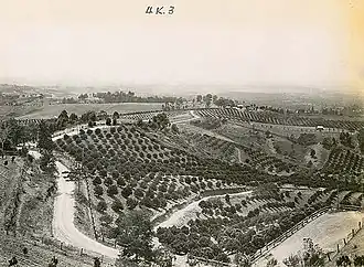Historical photograph of local citrus orchards from Records Authority of New South Wales
