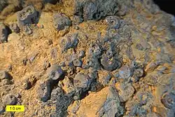 A Middle Ordovician hardground from the Kanosh Formation of Utah with echinoderm holdfasts cemented to its upper surface. The scale bar is 1.0&nbsp;cm.