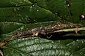 Female of a species, called Orestes sp. 1 'Ba Be (National Park)'