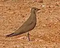 Non-breeding adult