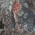 fruit, it dries out