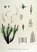Orthotrichum pulchellum