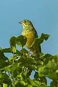 Ortolan bunting, Lombardy