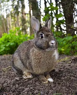A small brown rabbit sat on the dirt in a forest. Its ears are small and alert and the tip of its nose, part of its chest and one of its feet are white.