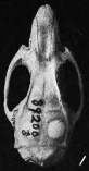 Rat skull