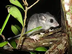 Gray rat