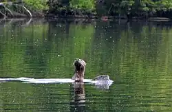 River otter at Lake Sebago