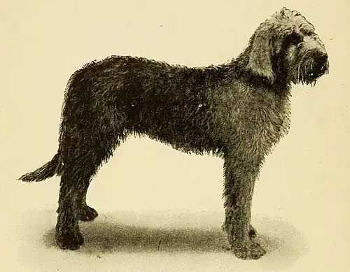 1908 illustration of a Dumfriesshire Otterhound